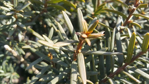 Green leaves of Taxus baccata, European yew which is conifer shrub with poisonous and bitter red ripened berry fruits.