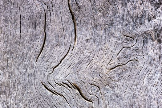 Old gray weathered wood background texture with copy space


