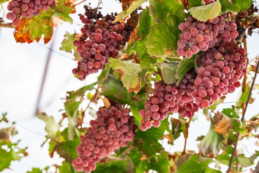 Blue grapes with green leaves hanging on vine