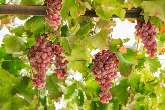 Blue grapes with green leaves hanging on vine


