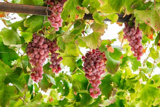 Blue grapes with green leaves hanging on vine