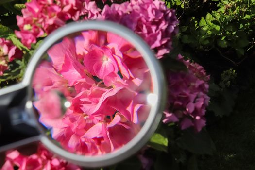 Beautiful and colorful flowers zoomed at with a magnifying glass