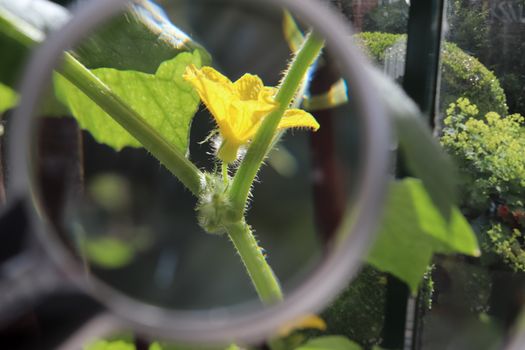 Beautiful and colorful flowers zoomed at with a magnifying glass