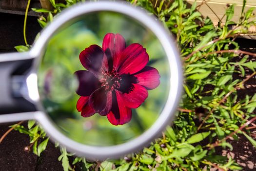 Beautiful and colorful flowers zoomed at with a magnifying glass