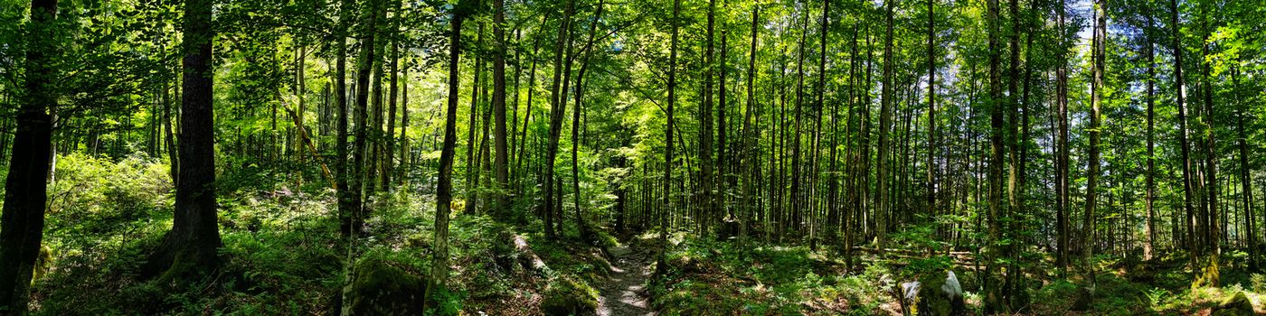 Panorama shot in forrest with lush green trees in Switzerland