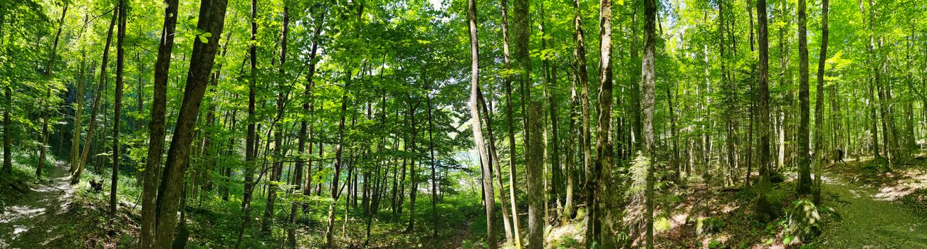 Panorama shot in forrest with lush green trees in Switzerland