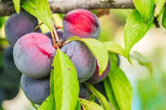 Close-up of fresh ripe plums hanging on branch