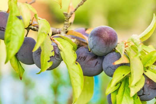 Close-up of fresh ripe plum tree fruits branch

