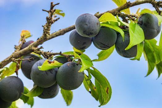 Close-up of fresh ripe plum tree fruits branch