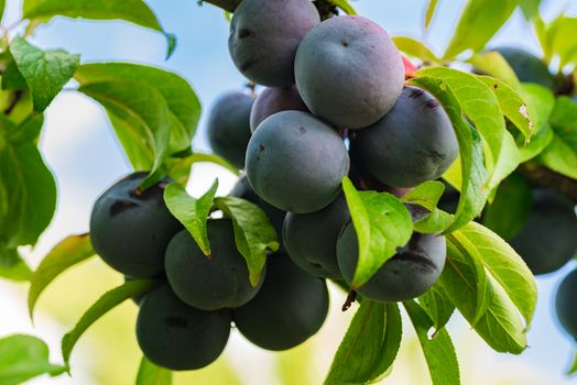 Close-up of fresh ripe blue plums fruit hanging on tree