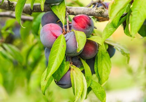 Close-up of fresh ripe plum hanging on branch