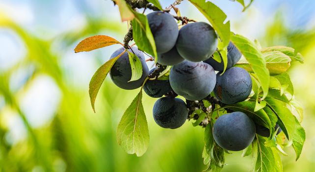 Close-up of fresh ripe blue plums fruit hanging on tree