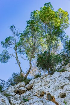 Close-up of trees on rock with blue sunny sky background