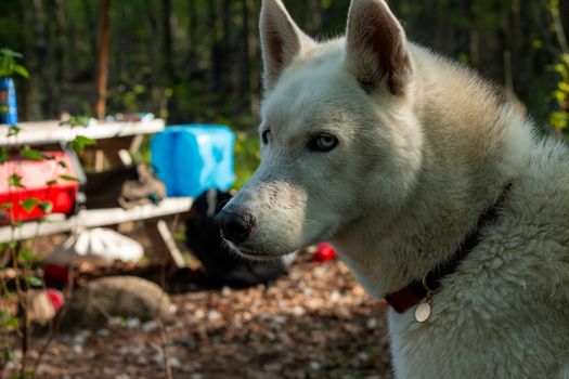 Two husky dogs stand on the background of a tent in tourist camping in the summer forest