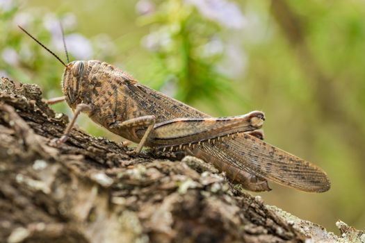 Close-up of brown grasshopper insect, Chorthippus brunneus