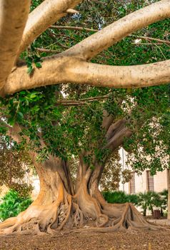 View of an old big tree with lush green foliage