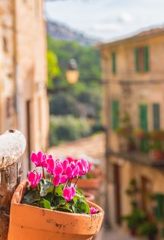 Traditional potted plant in the famous village Valldemossa on Mallorca island, Spain