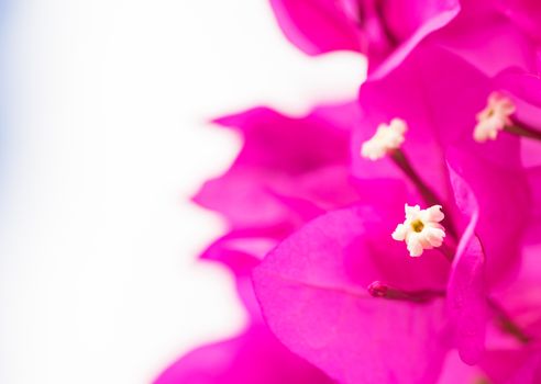 Pink bougainvillea flowers, beautiful mediterranean plant, close-up
