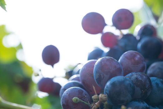 Purple blue grapes with green leaves hanging on vine