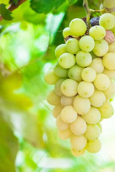 Yellow grapes with green leaves hanging on vine