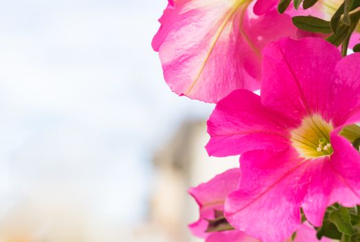 Close-up of hanging pink colored petunia flowers