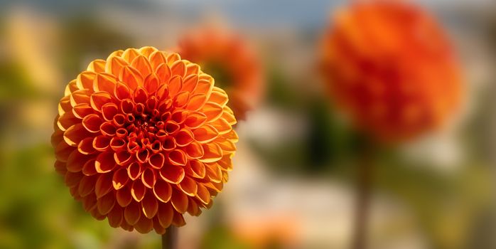 Close up of an orange Dahlia with blurred background.