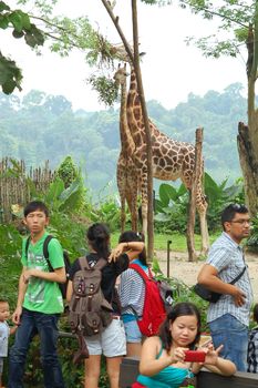 MANDAI, SG - APR 6 - Singapore Zoo giraffe on April 6, 2012 in Mandai, Singapore.