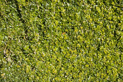 Neatly cut green evergreen privet hedge background