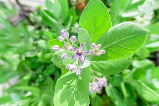 Calotropis giantea