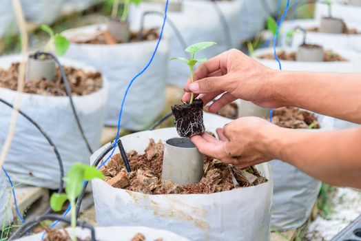 Plant The Sapling in Crop bags