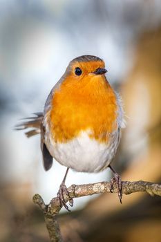 Robin redbreast ( Erithacus rubecula) song bird on a branch of a winter woodland tree