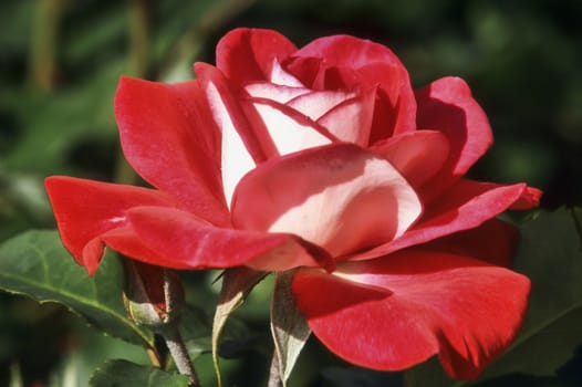 Rose (rosa) 'Molly McGredy' which has red and white petals