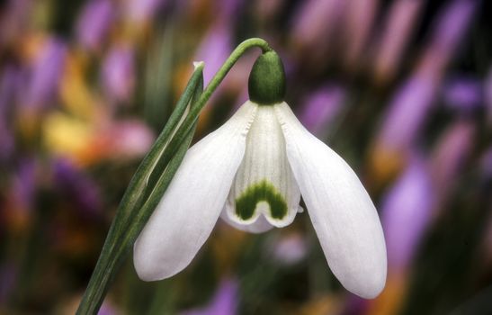 Galanthus 'Brenda Troyle' a species of snowdrop often found in early spring gardens