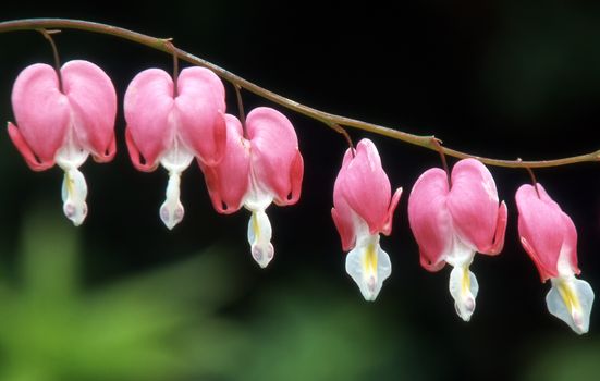 Dicentra Spectabilis (Bleeding Heart) a spring and summer flowering perennial herbaceous flower plant