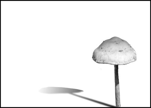 Woodland fungi mushroom with a drop shadow cut out and isolated on a white background black and white monochrome image