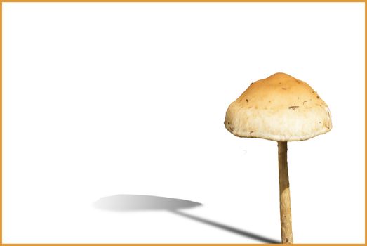 Woodland fungi mushroom with a drop shadow cut out and isolated on a white background