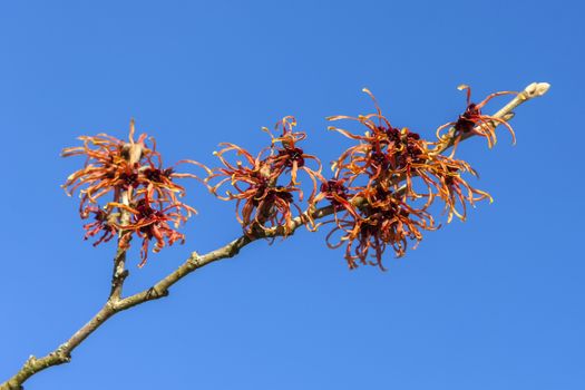 Hamamelis x Intermedia 'Jelena' (Witch Hazel) an orange red winter spring season flowering shrub