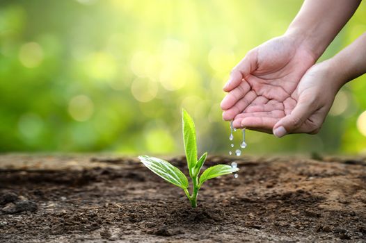 hand Watering plants tree mountain green Background Female hand holding tree on nature field grass Forest conservation concept