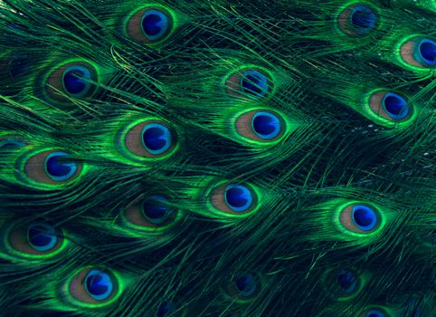 Peacock feathers Green Dot Pattern Blue Background