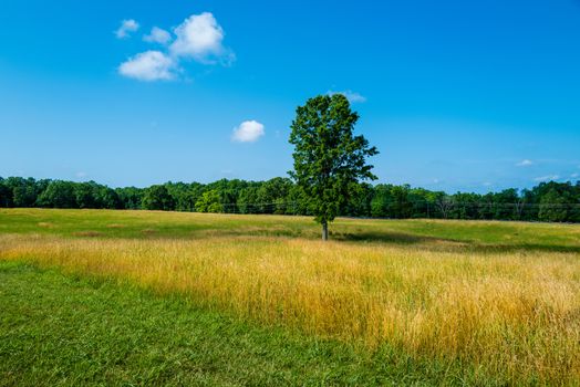 A wide angle photo of a solitary tree in the field at Battlefield National Park in Manassas, the site of the Battle of Bull Run.