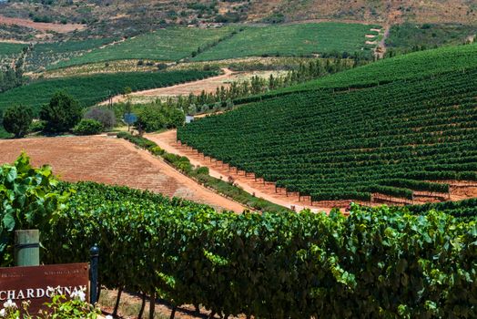 Photo looking down over a lush South African Vineyard