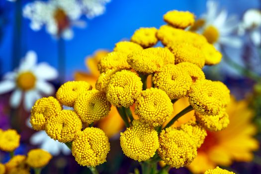 yellow, small balls of blooming vorticot during summer in a meadow in Poland