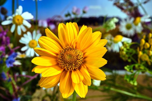 yellow flower of blooming rough sunflower during the summer in a meadow in Poland