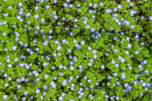 Veronica filiformis (Slender speedwell) in natural habitat.