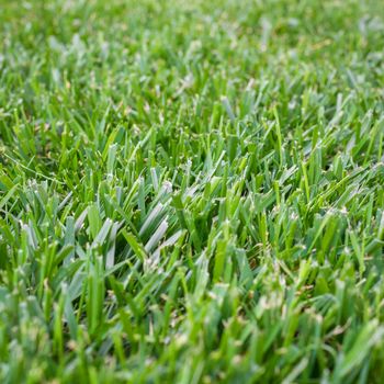 Green plant background, young grass. Selected focus.