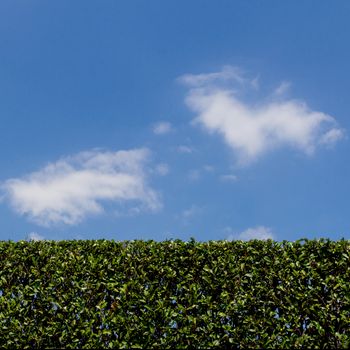 Hedge against a blue sky, suitable as background or setting.