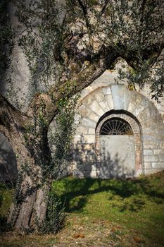 Mediterranean tree olive planted in a castle's garden. Italian style. Amazing light and shadow.