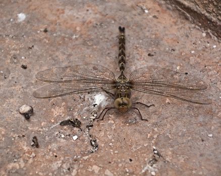 Large dragonfly on the ground before flying, macro photography, details