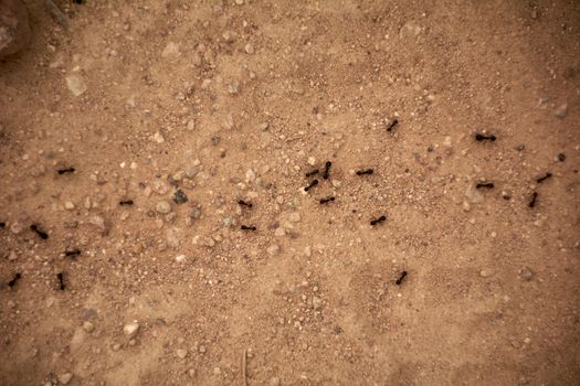 Ants making a path on dirt ground, macro photography, details