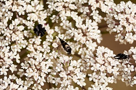 Insects eating pollen on white flowers, macro photography, details, black, various